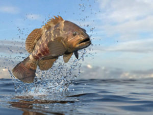 Grouper Fishing Charter in Los Sueños: Target Powerful Bottom Predators