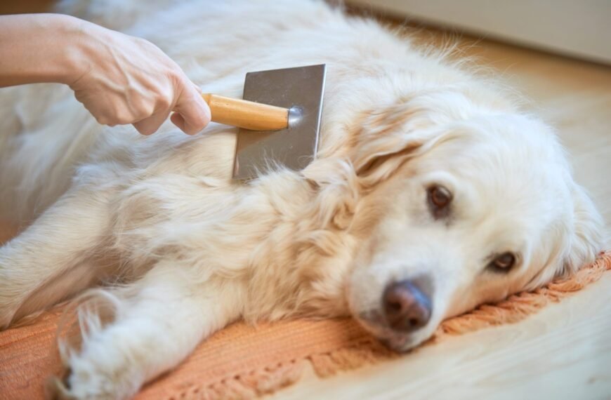 How to Identify Canine Skin Health and Flaky Coat