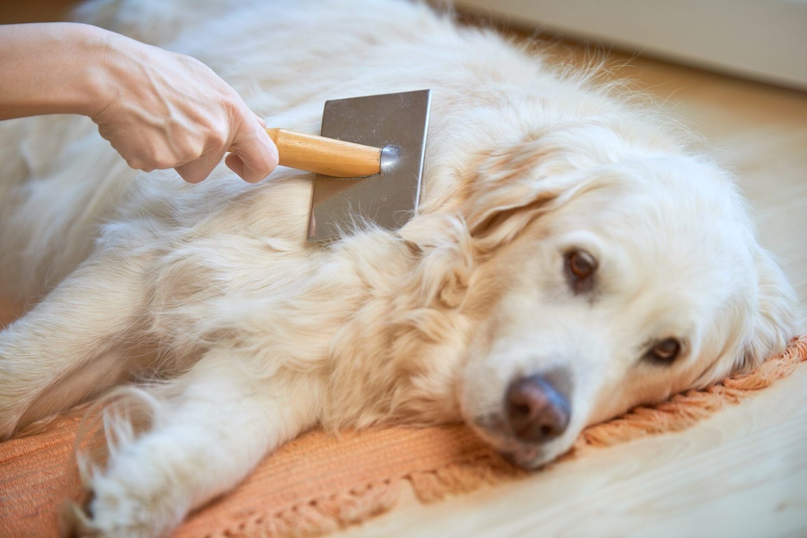 How to Identify Canine Skin Health and Flaky Coat